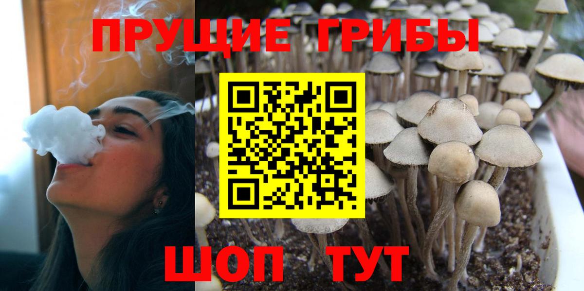 Псилоцибиновые грибы Psilocybine cubensis  Вход с VPN  Щёкино  Псилоцибиновые грибы MAGIC MUSHROOMS 
